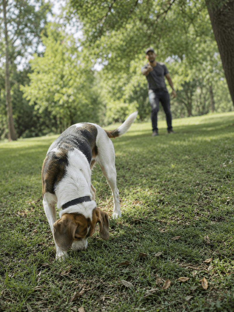 Owner checking dog body condition score