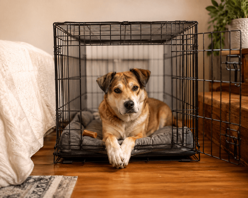 Vet assessing dog body condition