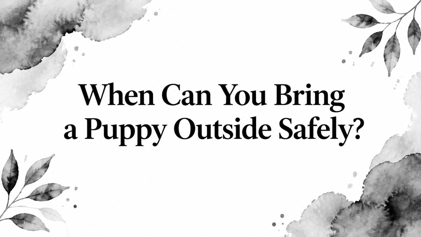 When Can You Bring a Puppy Outside Safely?